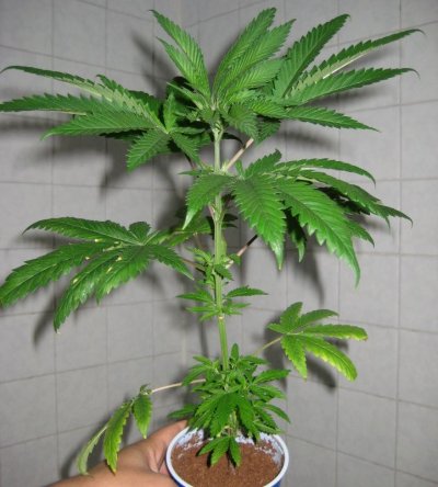 kp3 day60 b (722x800).jpg