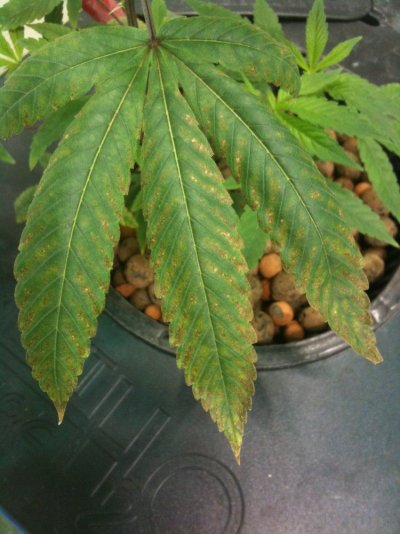Phantom Deficiencies in RDWC