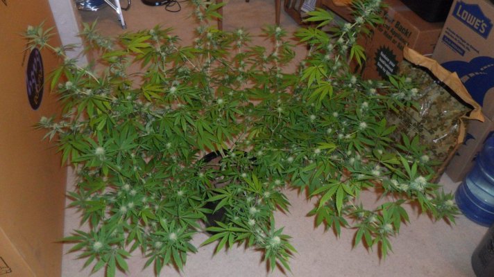 sour-d-scrog-600-watt-grow-coco.jpg