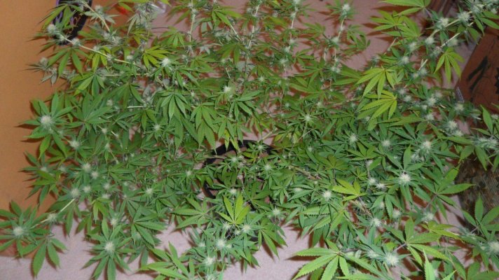 sour-d-scrog-600-watt-grow-coco-2.jpg