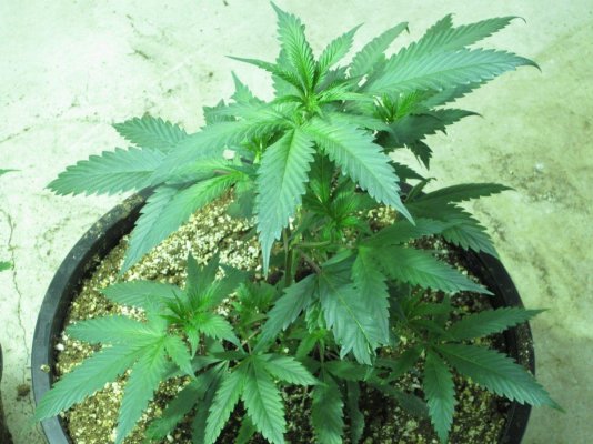 rp og clone.jpg
