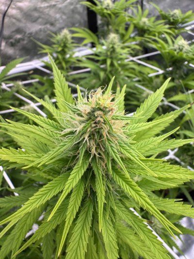 They are stretching too much on vegetative, can I control the height using super cropping ?