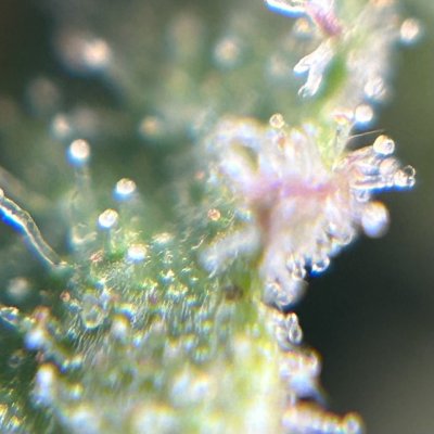 IMG_3473.jpeg