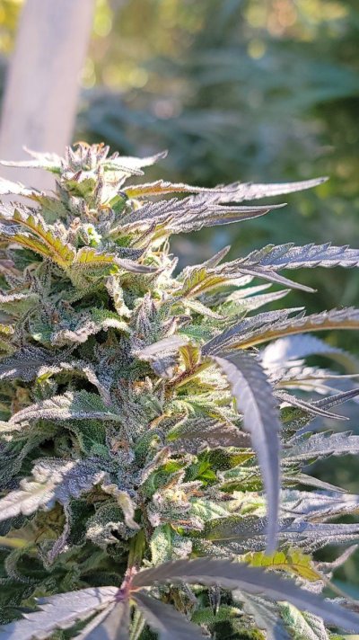 cherry-hydrocarbons-bred-by-heartistrygenetics-sayianluvbuds-2.jpg
