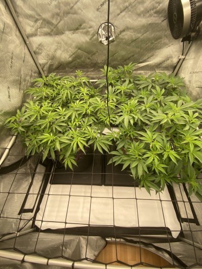 doobers grow tent, seedlings clones and flowers
