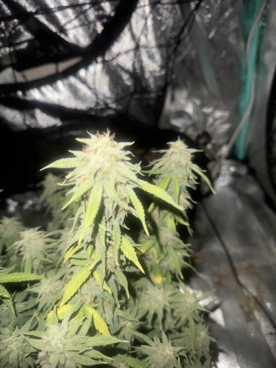 IMG_2259.jpeg
