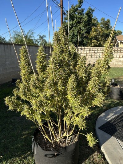 question-harvest-period-outdoor-so-cal.jpeg