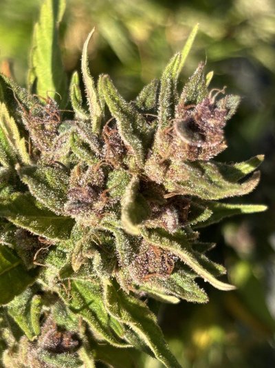 question-harvest-period-outdoor-so-cal-7.jpeg