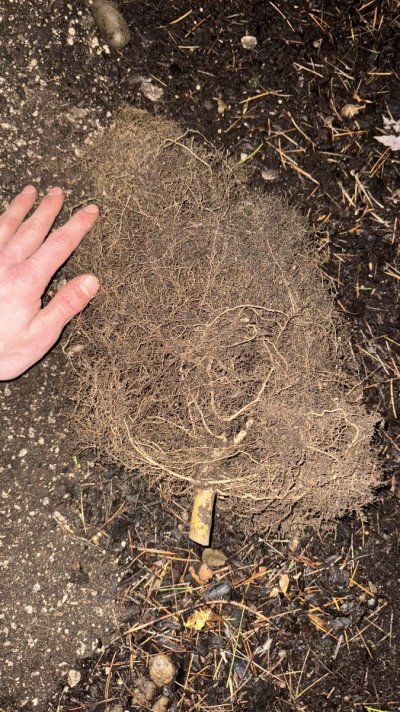 massive-72-day-veg-5-gal-root-ball-4.jpeg