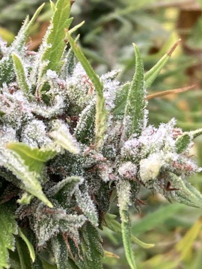 Big Al’s 2025 season indoor/outdoor grow in misery