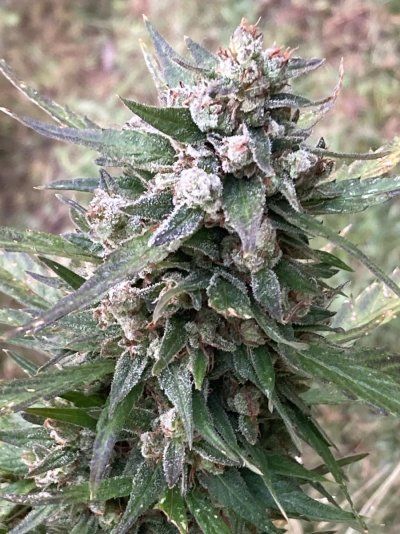 Big Al’s 2025 season indoor/outdoor grow in misery