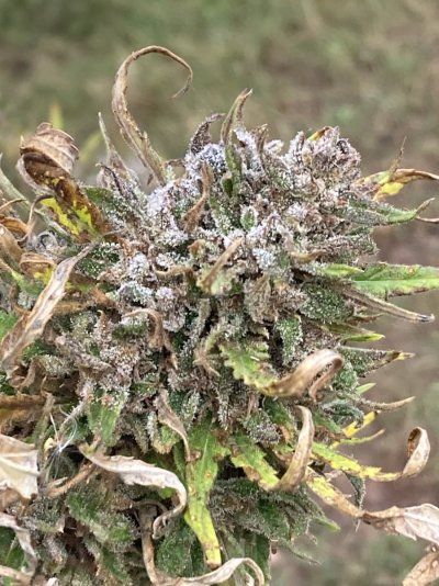 Big Al’s 2025 season indoor/outdoor grow in misery
