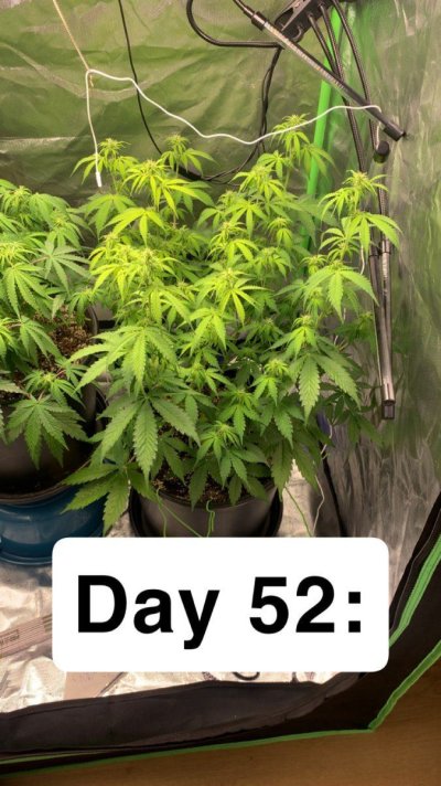 autoflower-new-growth-is-yellow-5.jpeg