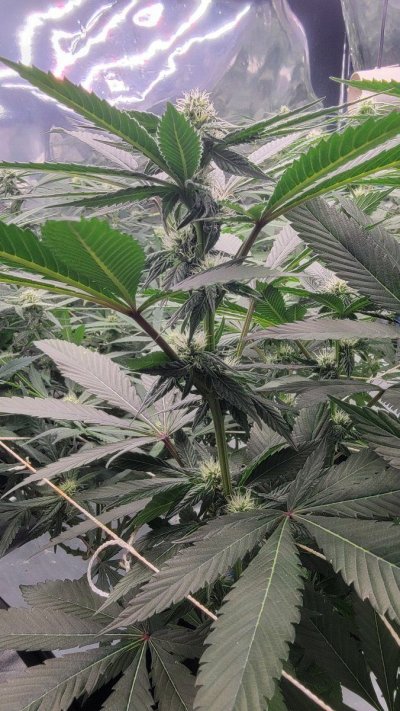 12-12 from seed community journal