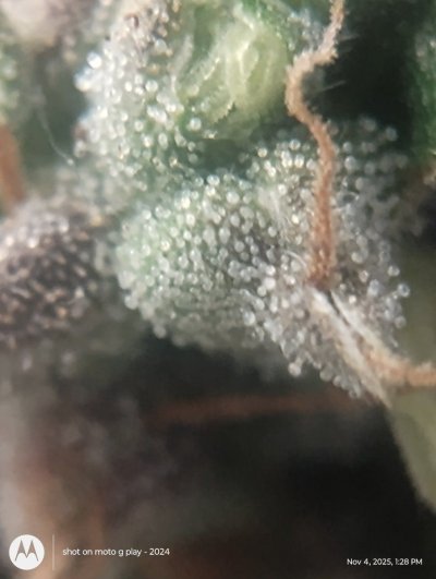 am-i-in-the-harvest-window-4.jpg