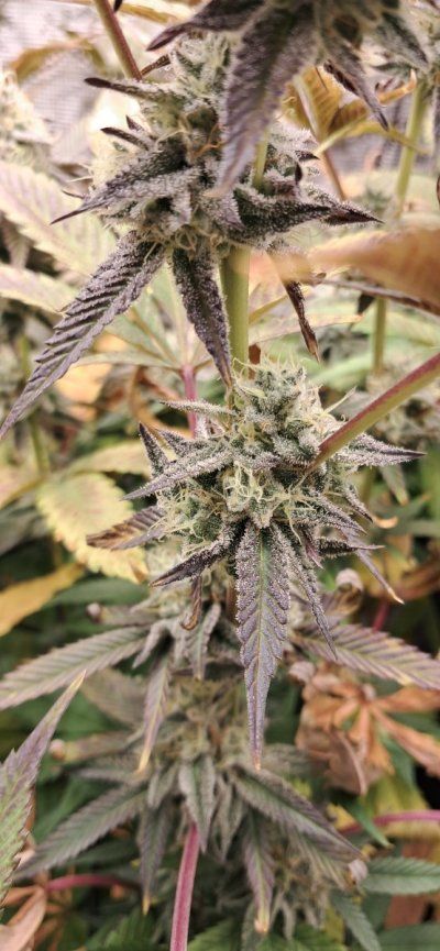 Canna grows with Spider Farmer, come to scope out products and see some ganja plants ✌️