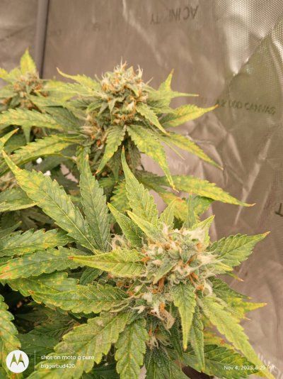 my 2 gallon auto flowers in flower .