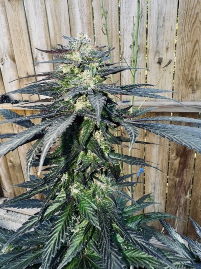 The NED heirloom cannabis from Colorado