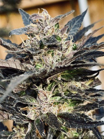 The NED heirloom cannabis from Colorado