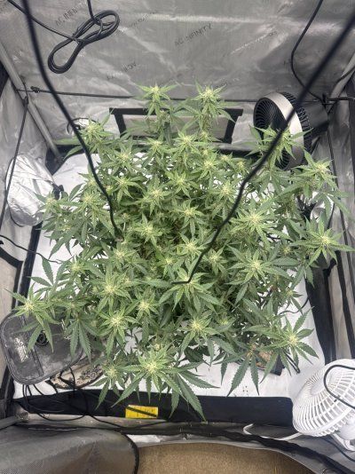 What do you think?(Night Owl Autoflower)
