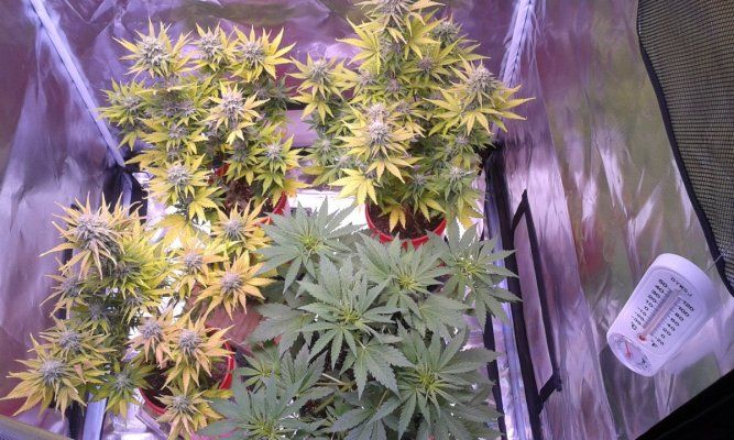 7Munkee's Perpetual Organics and Earthboxes