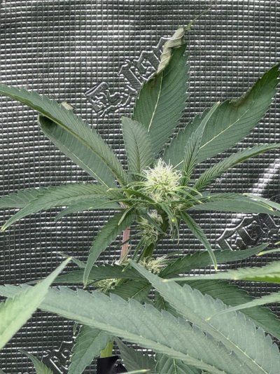 Khalifa Mints - Compound Genetics.