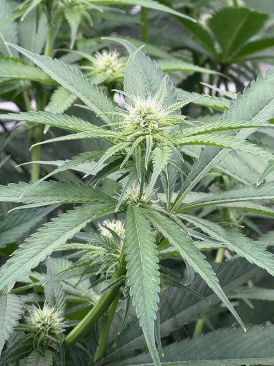 Khalifa Mints - Compound Genetics.
