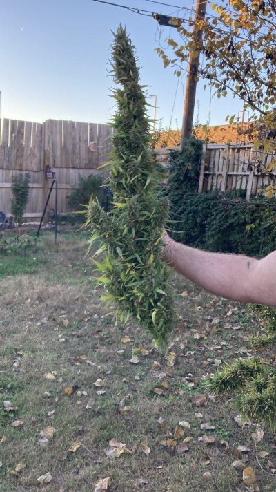 Big Al’s 2025 season indoor/outdoor grow in misery