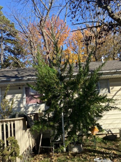 Big Al’s 2025 season indoor/outdoor grow in misery