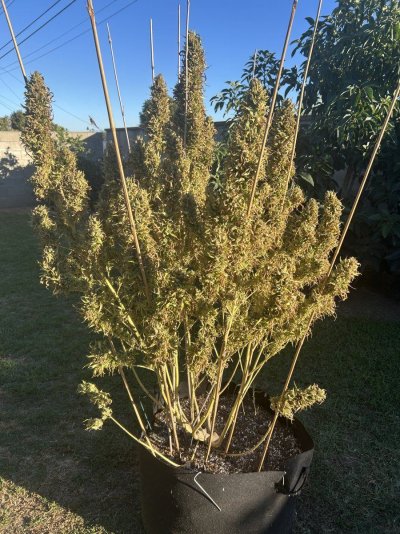 harvest-and-bud-wash-question.jpeg