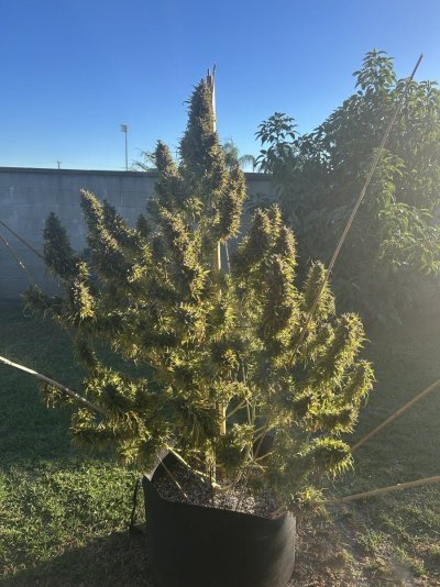 harvest-and-bud-wash-question-2.jpeg