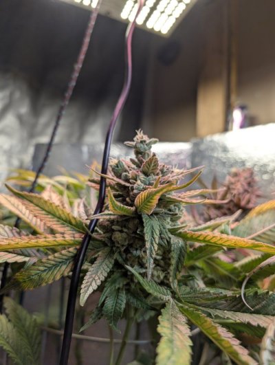 New buds on ripe flowers!