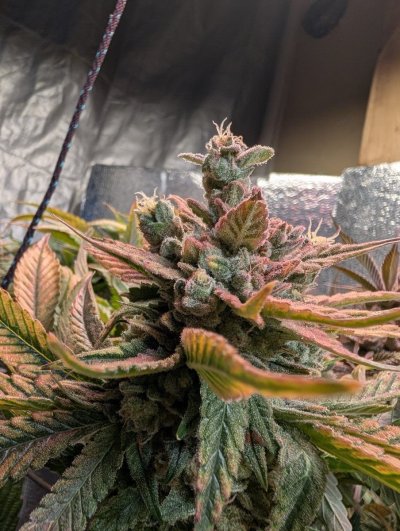 New buds on ripe flowers!