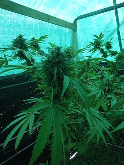 Big Al’s 2025 season indoor/outdoor grow in misery