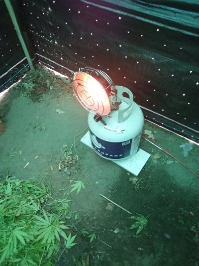 Big Al’s 2025 season indoor/outdoor grow in misery