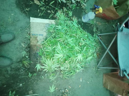 Big Al’s 2025 season indoor/outdoor grow in misery