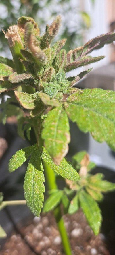 Harvest and bud wash question