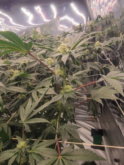 has anyone tried an 18/12 light cycle?