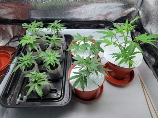 has anyone tried an 18/12 light cycle?