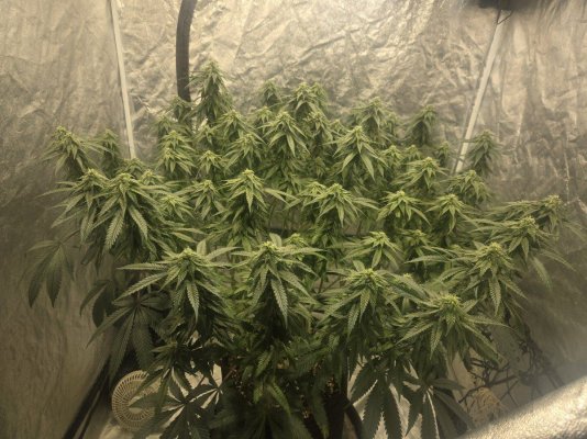 has anyone tried an 18/12 light cycle?