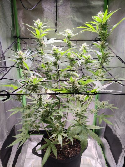 Cheese XL auto 85 days looking ok ?