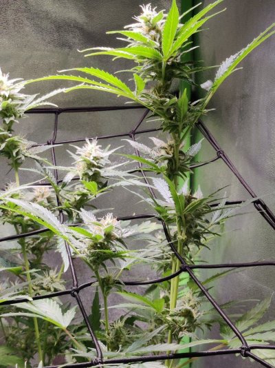 Cheese XL auto 85 days looking ok ?