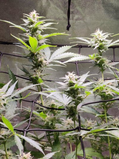 Cheese XL auto 85 days looking ok ?