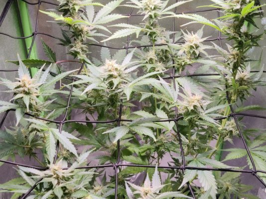 Cheese XL auto 85 days looking ok ?