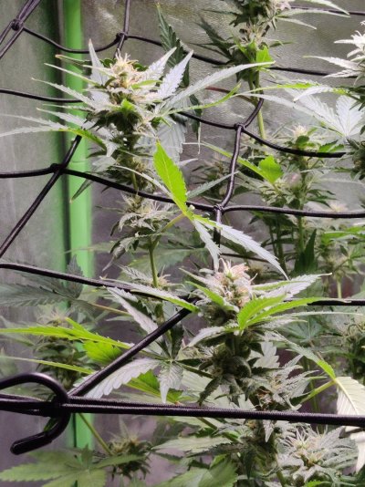 Cheese XL auto 85 days looking ok ?