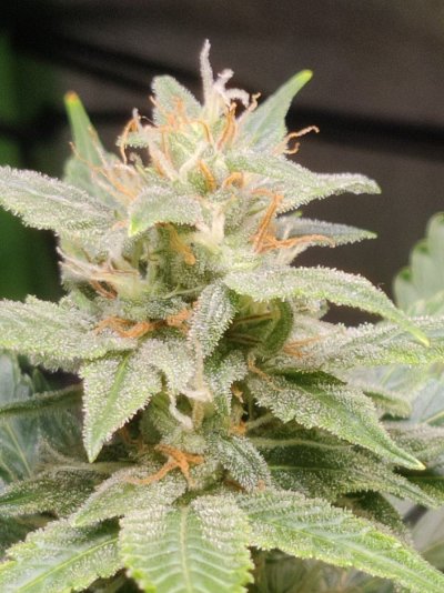 cheese-xl-auto-85-days-looking-ok-8.jpg