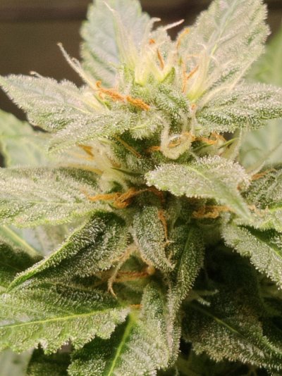 cheese-xl-auto-85-days-looking-ok-9.jpg