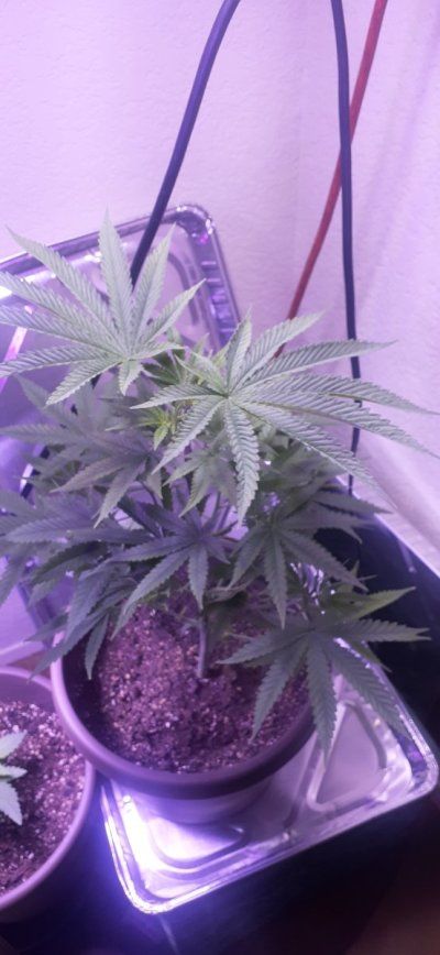 Hello how are you all doing, im from California and i need some advice