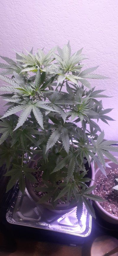 Hello how are you all doing, im from California and i need some advice