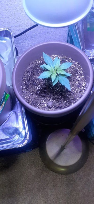 Hello how are you all doing, im from California and i need some advice